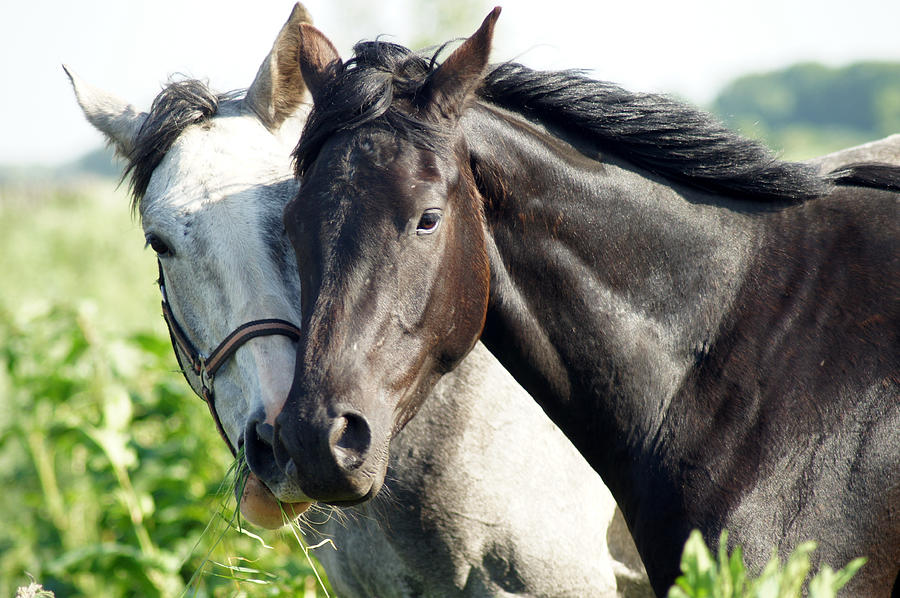Horse Photograph - Two Horses In Love by Jolly Van der Velden