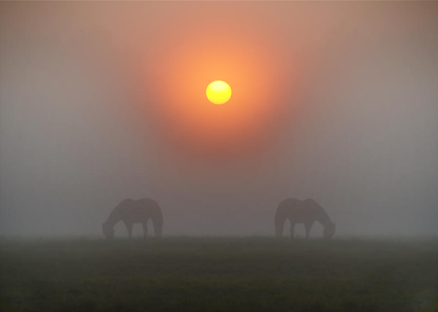 Two Horses in the Foggy Sun Photograph by Bill Cannon