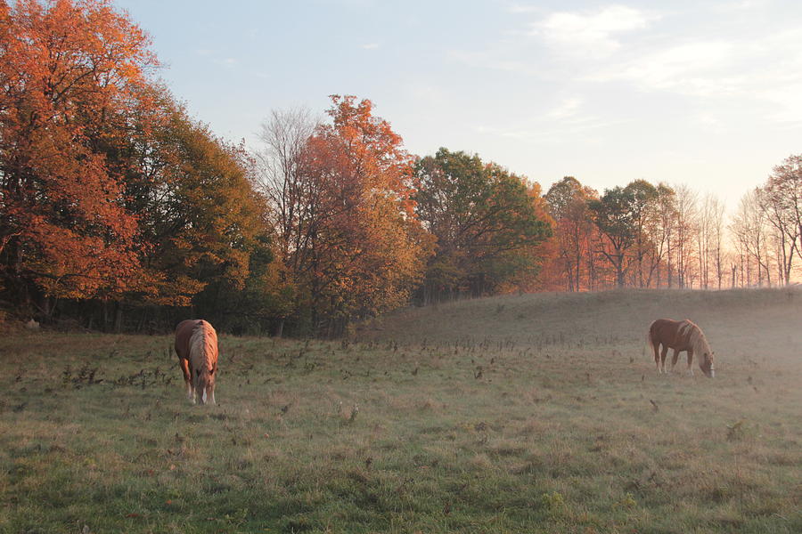 Two Horses Photograph by Jim Vance