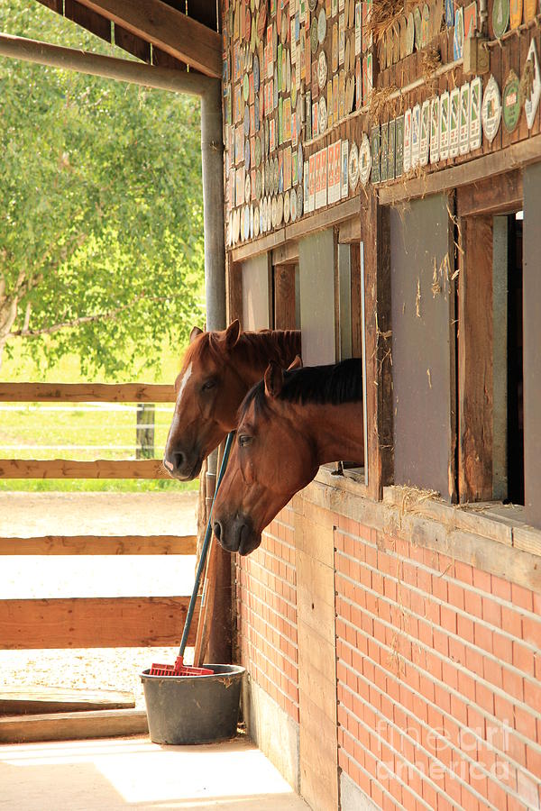 Two horses looking out of a stable Photograph by Amanda Mohler