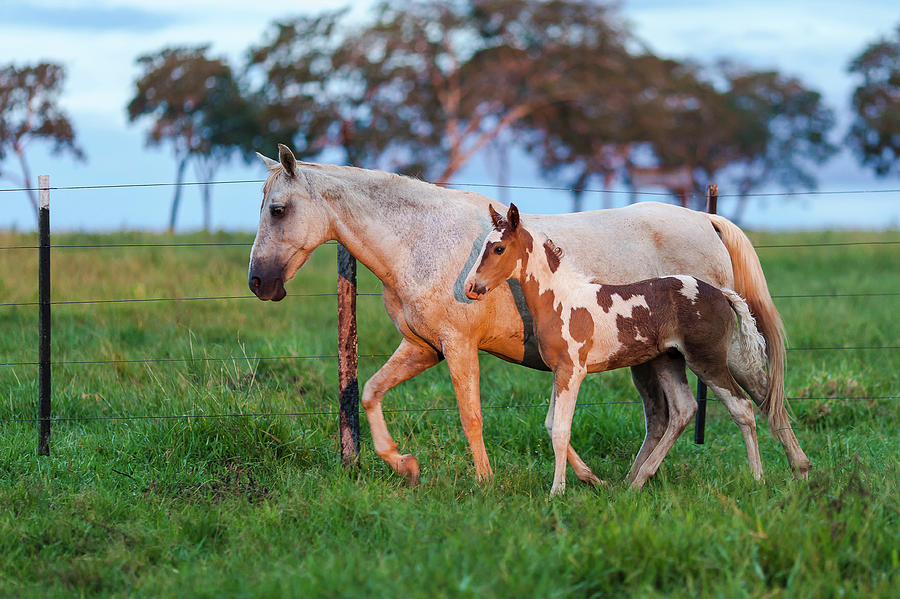 Two Horses Mother And Son Photograph by E.hanazaki Photography