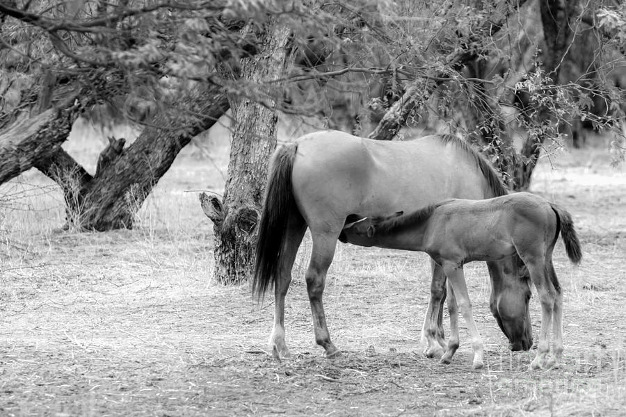Two Horses Photograph by Nicholas Pappagallo Jr - Fine Art America