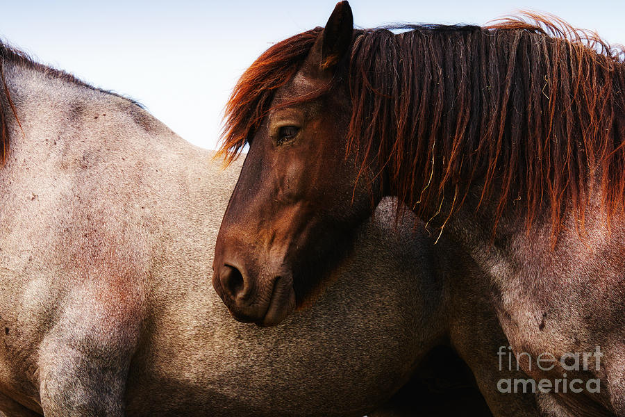 Two Horses Photograph by Nick  Biemans