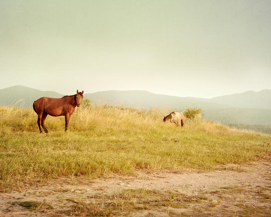 Nature Photograph - Two Horses by Violet Gray