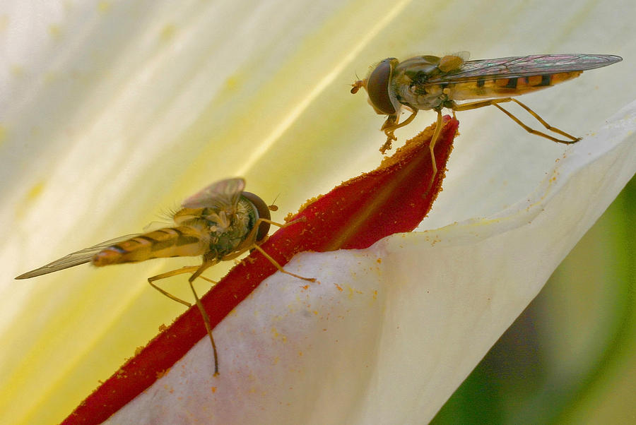 Two Hoverflies on a Lily Photograph by John Topman