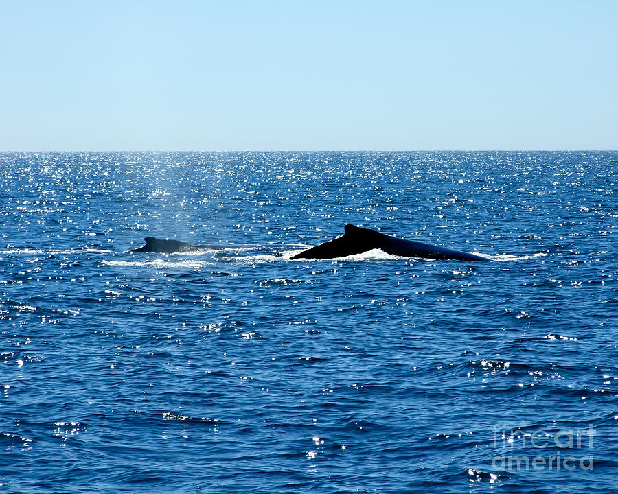 Two Humpback Whale Dorsal Fins Photograph by Kristen Fox