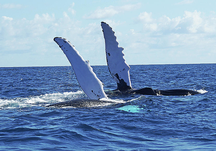 Two Humpback Whales Photograph by Sallyrango