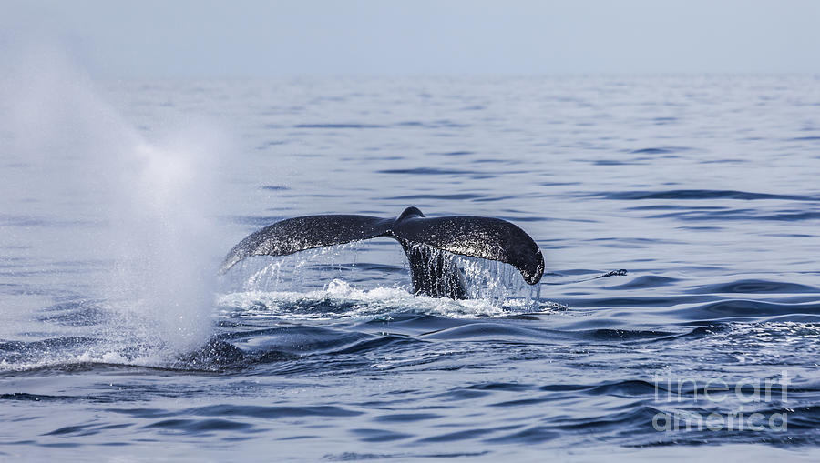 Two Humpback Whales Sea of Cortez Photograph by Liz Leyden