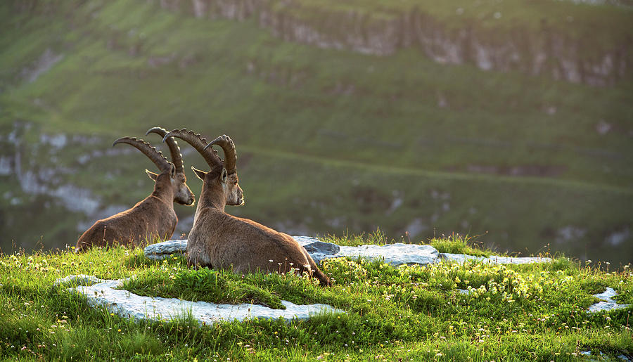 Two Ibex Capra Ibex In The Swiss Alps Photograph by Sa*ga Photography