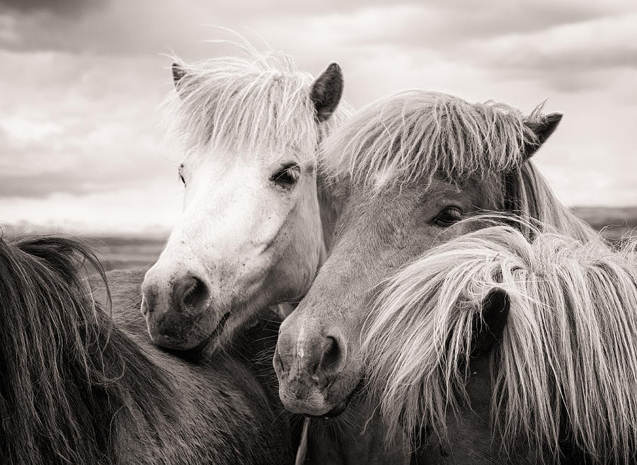 Horse Photograph - Two icelandic horses sepia photo by Matthias Hauser