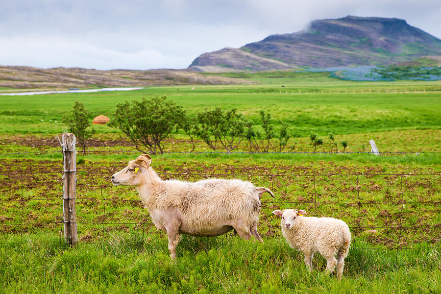 Two icelandic sheep in Iceland Photograph by Matthias Hauser