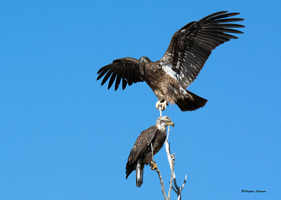 Two Immature Bald Eagles Photograph by Stephen Johnson