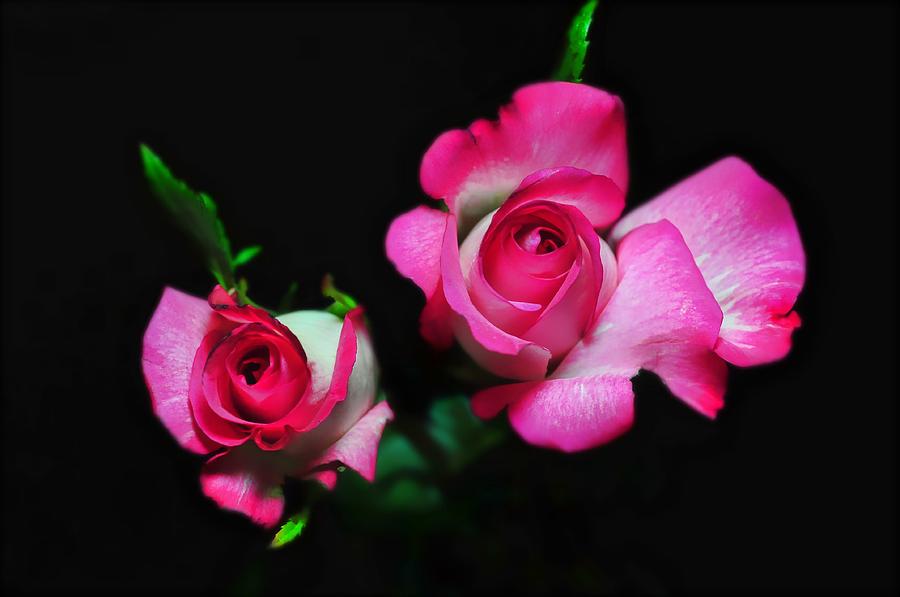 Two In Pink Photograph by Diana Angstadt - Pixels