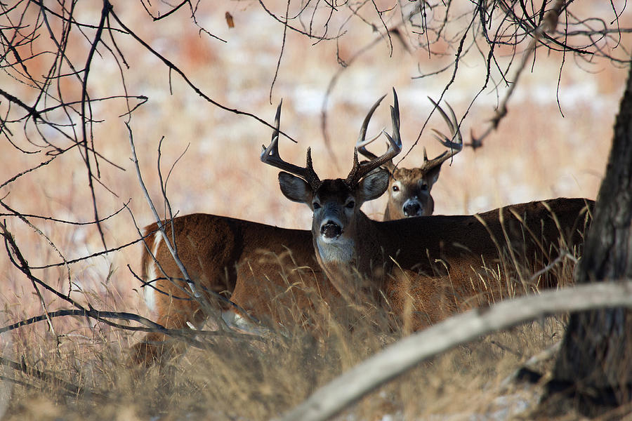 Two in the Bush Photograph by Jim Garrison