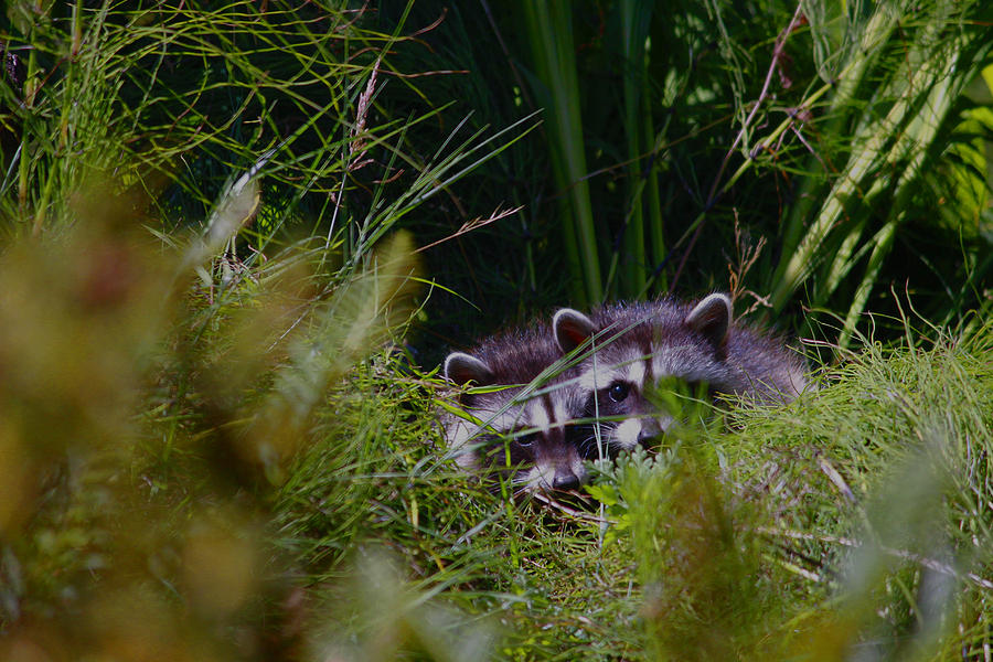 Mammal Photograph - Two in the Bush  by Kym Backland