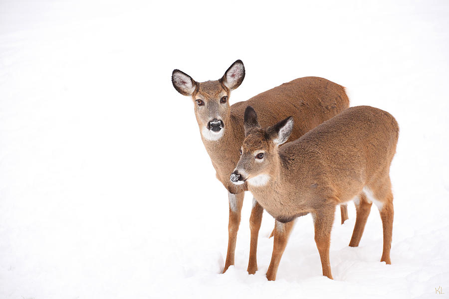 Two in the Snow Photograph by Karol Livote