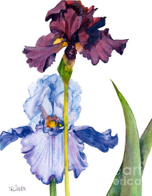 Two Iris Painting by Sandy Linden