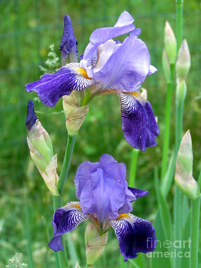 Two Irises Photograph by Lili Feinstein
