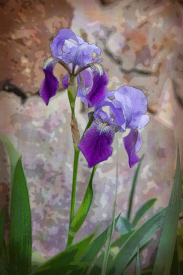 Two Irises Digital Art by Melinda Fawver