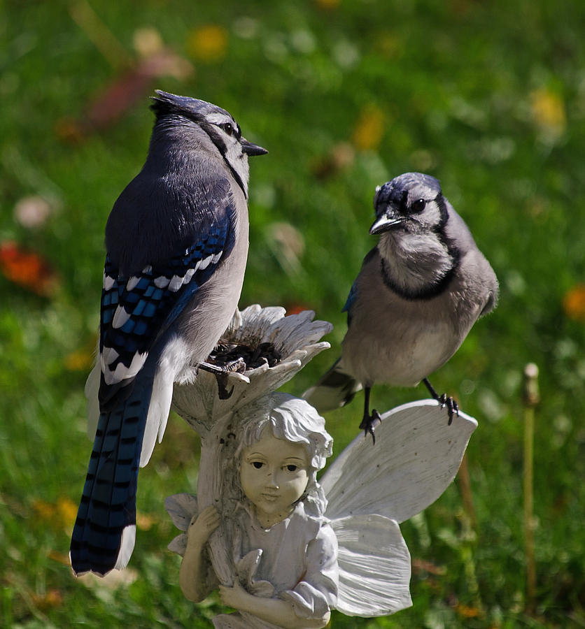 Bird Photograph - Two Jays on Garden Pixie by Jeff Galbraith