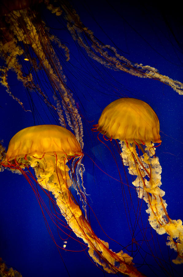 Sea Creatures Photograph - Two Jellyfish by Jessica Berlin Sea Creatures Photograph - Two Jellyfish by Jessica Berlin