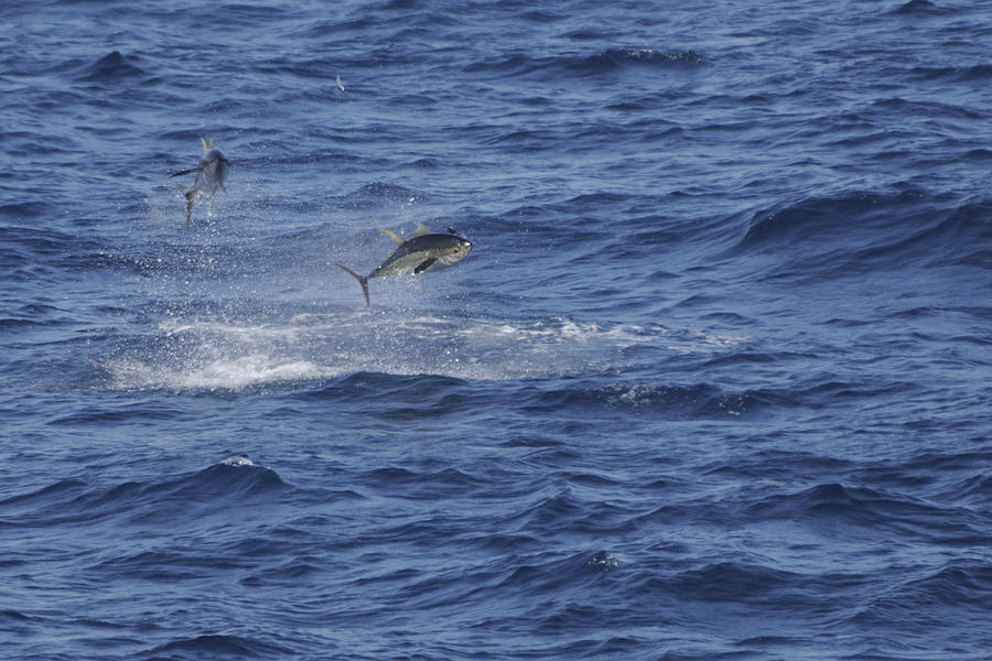 Two Jumping Yellowfin Tuna Photograph by Bradford Martin
