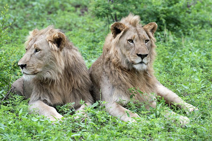 Two Juvenile African Lions Photograph by Tony Camacho/science Photo Library