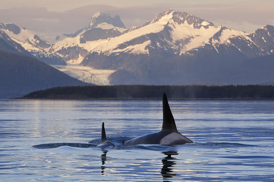 Sunset Photograph - Two Killer Whales Surface In Lynn Canal by John Hyde