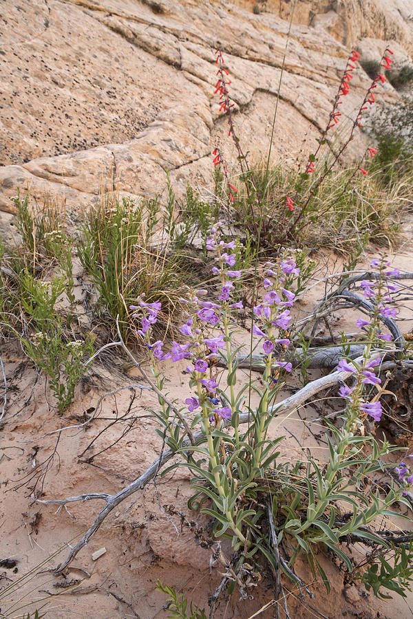 Two kinds of penstemon Photograph by Gregory Scott