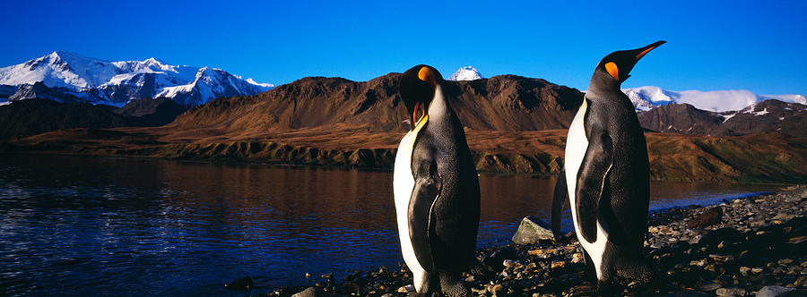 Nature Photograph - Two King Penguins Aptenodytes by Panoramic Images
