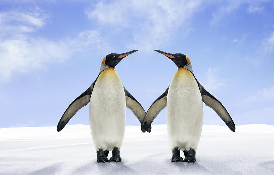 Two King Penguins Stand Side by Side With Their Wings Touching Photograph by Digital Zoo