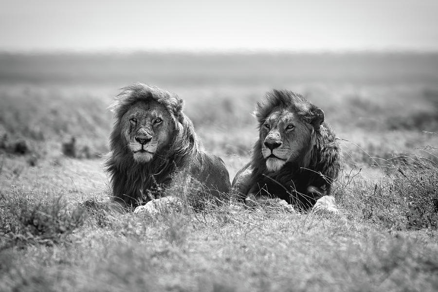 Lion Photograph - Two Kings by Nicol?s Merino
