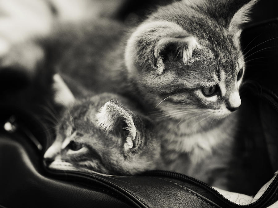 Two Kittens in the Bag Photograph by Jenny Rainbow