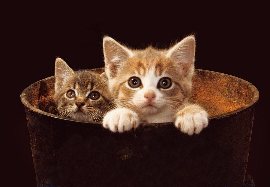 Two Kittens Photograph by Mike Flynn