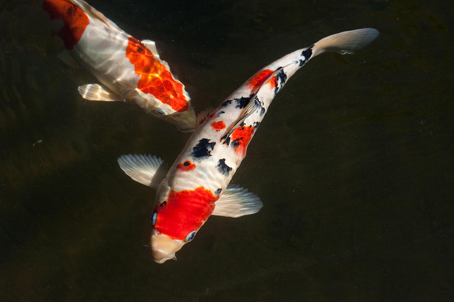 Two koi fish Photograph by Skilpad