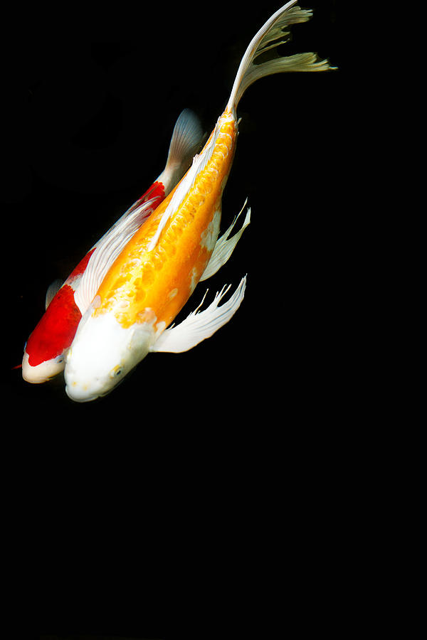 Two Koi Together Photograph by Rebecca Cozart