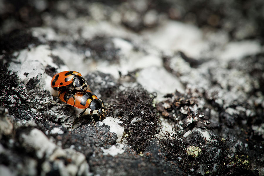 Two Ladybugs Coccinellidae Mating Photograph By Christopher Kimmel 9518