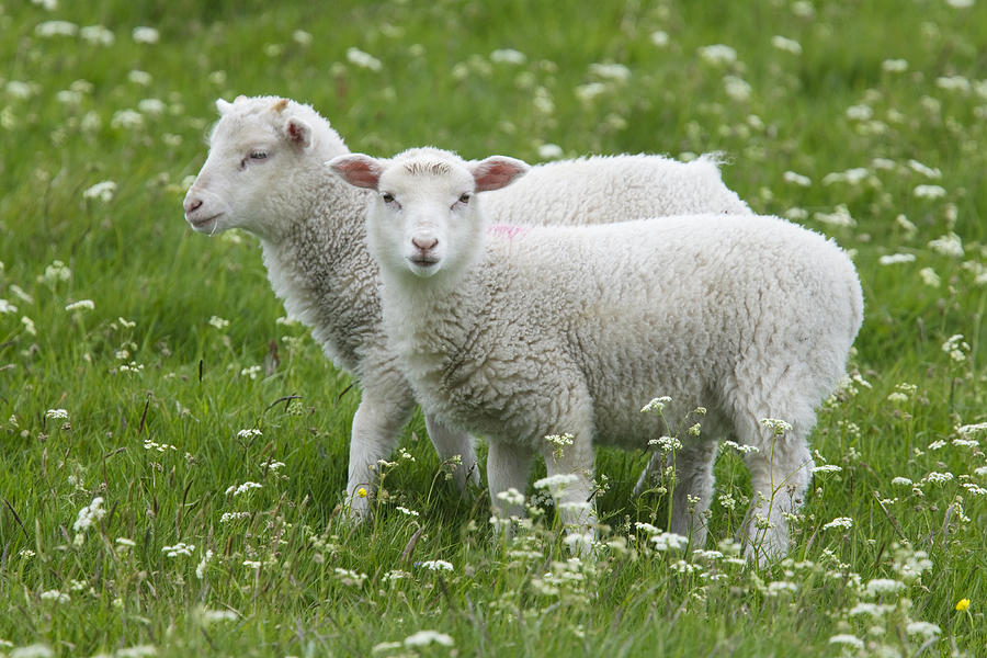 Two Lambs In Pasture Shetland Islands Photograph by Bill Coster