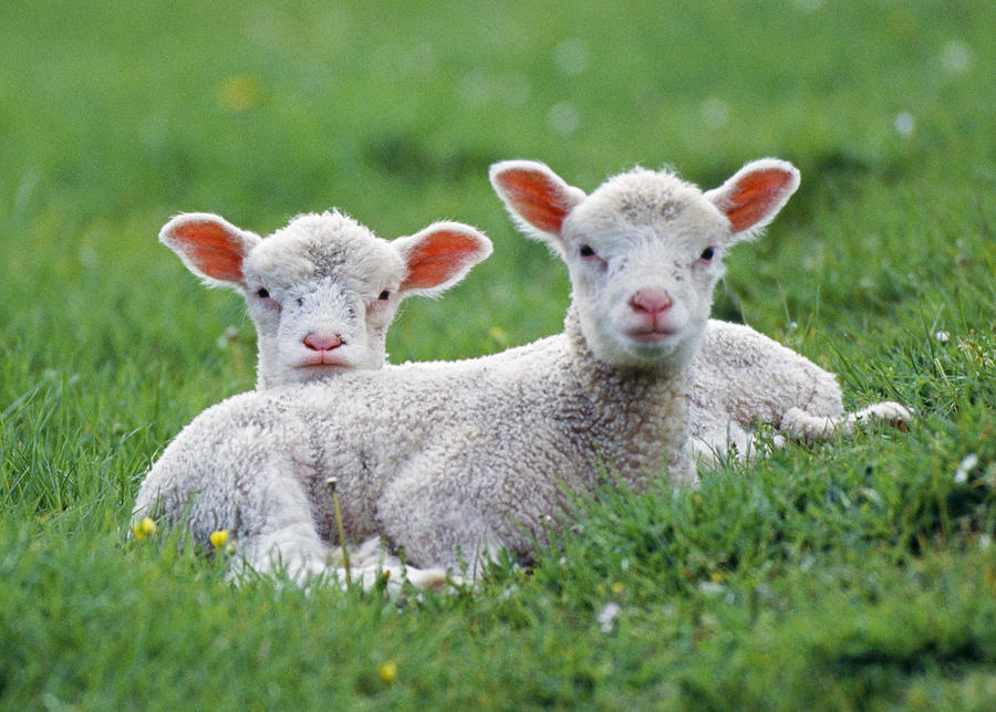 Sheep Photograph - Two Lambs by John Daniels