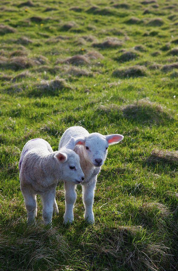 Two Lambs Side By Side On The Grass Photograph by John Short