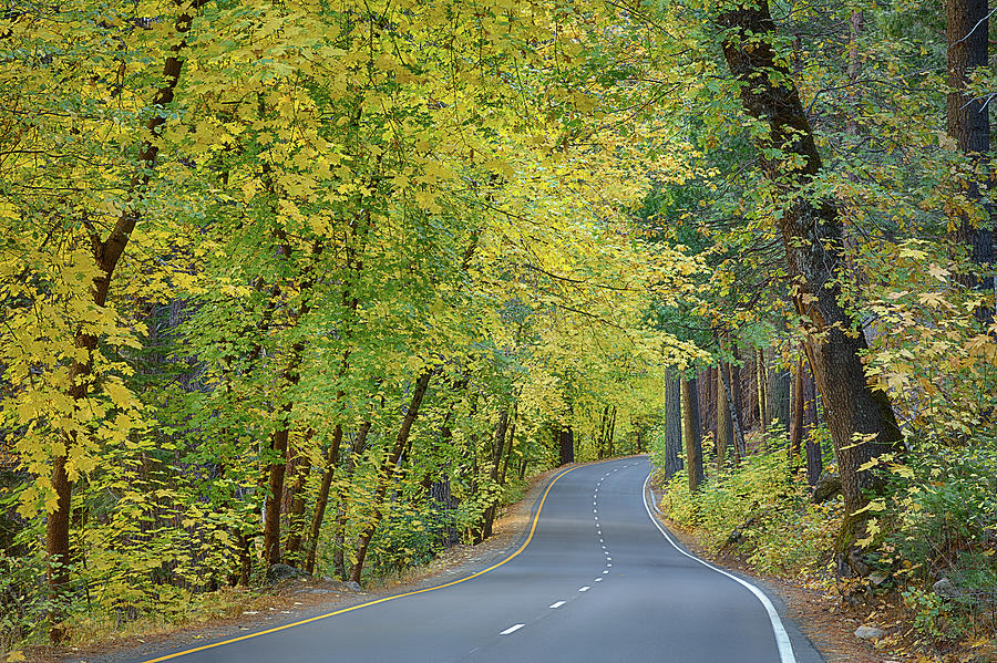 Two Lane Road Through Autumn Trees Of Photograph by Alice Cahill