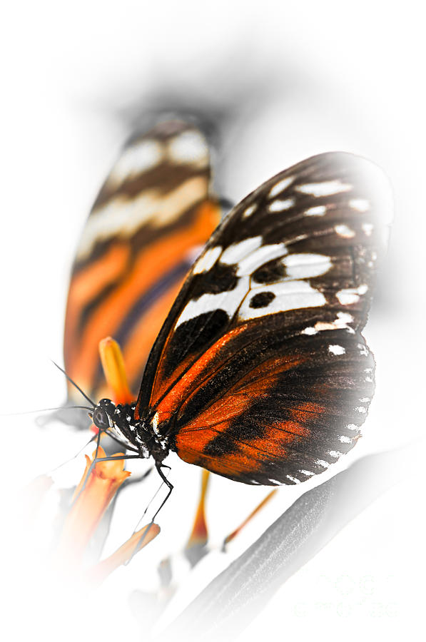 Two Large Tiger Butterflies Photograph