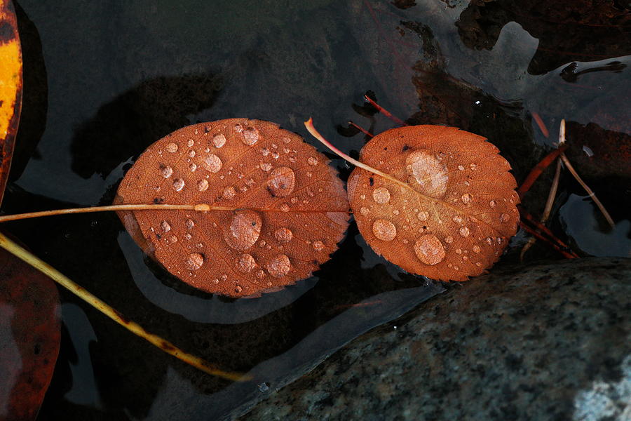 Two Leaves Floating In A Stream Photograph