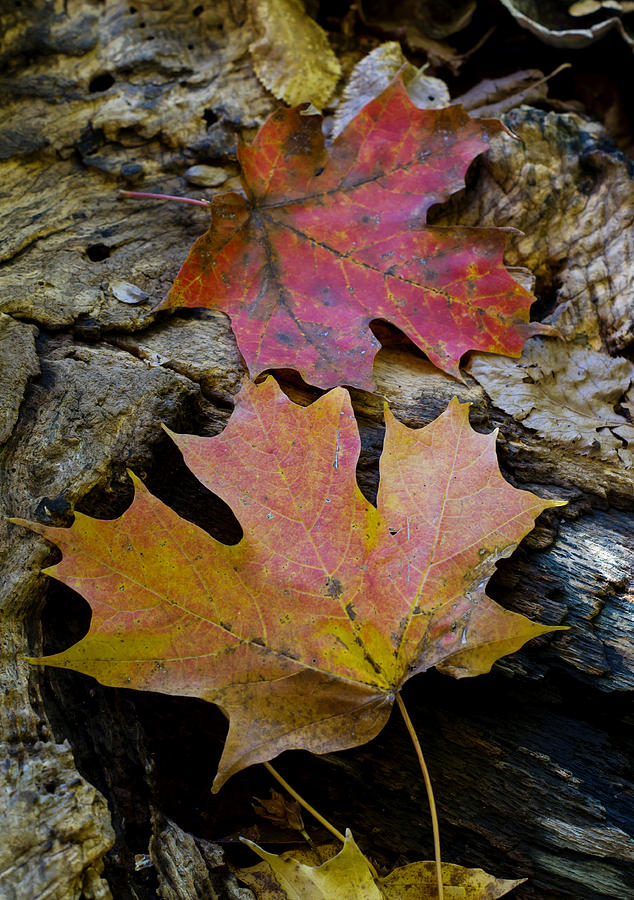 Two Leaves Photograph by Larry Bohlin