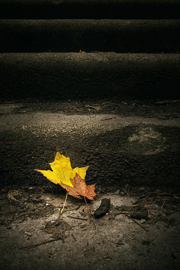 Leaf Photograph - Two Leaves on a Staircase by Scott Norris