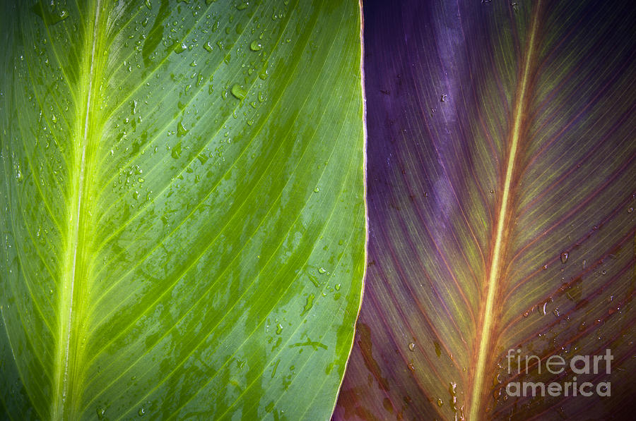 Nature Photograph - Two Leaves by THP Creative