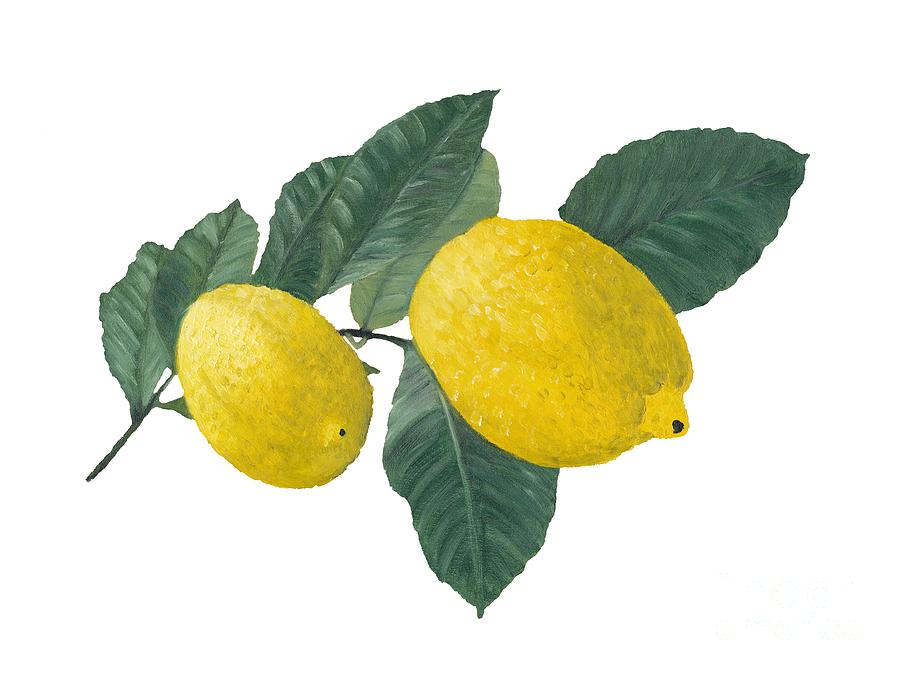 Two Lemons On A Branch Painting