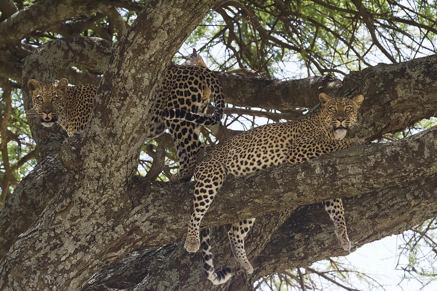 Two Leopards in a Tree Photograph by Chris Scroggins