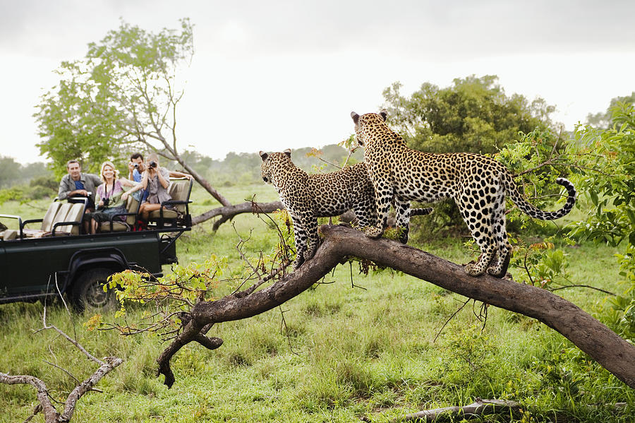 Two leopards on tree watching tourists in jeep, back view Photograph by Moodboard