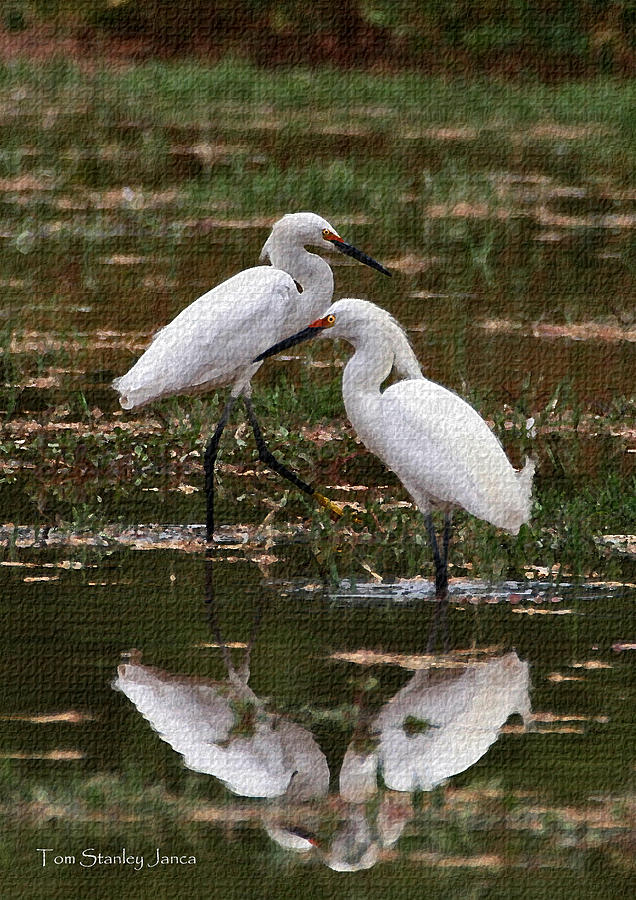 Two Lesser Egrets Photograph by Tom Janca